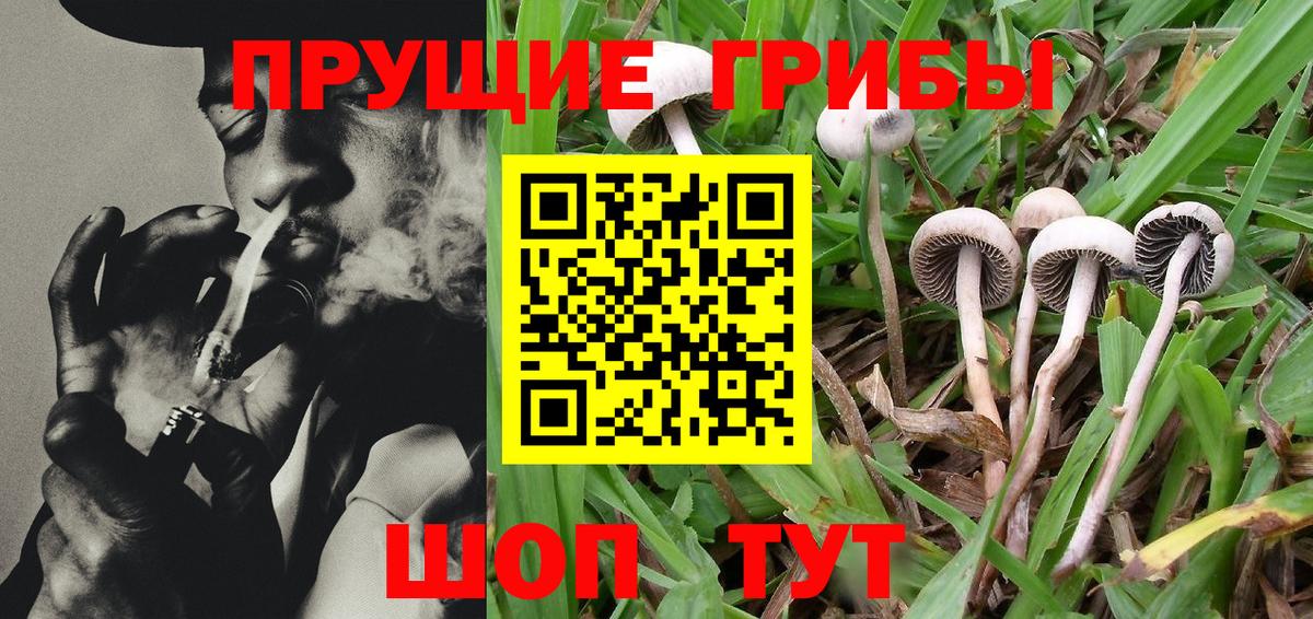 Галлюциногенные грибы Cubensis Мирный